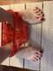 Foto privada de coppia6977-